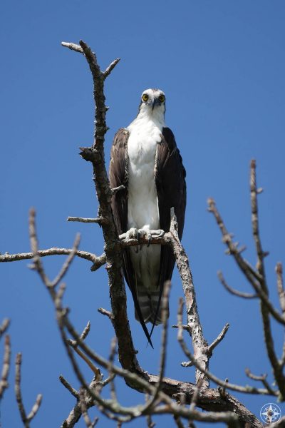 Osprey, big eyes, white chest, fish eagle, seahawk, dead tree, blue sky