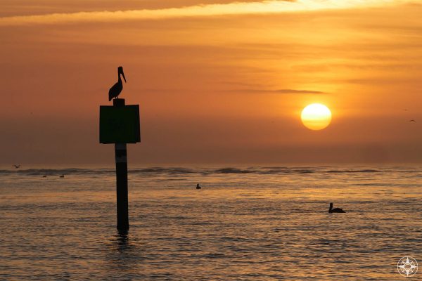 Pelican watching sunset, silhouette, channel sign, Honeymoon Island Dog Beach, Gulf of Mexico
