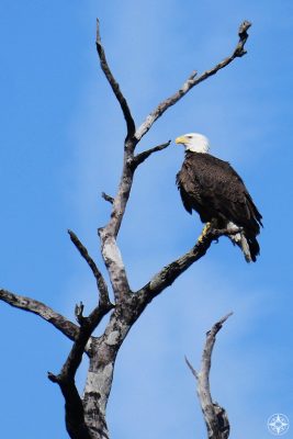Bald Eagle, dead tree, blue sky