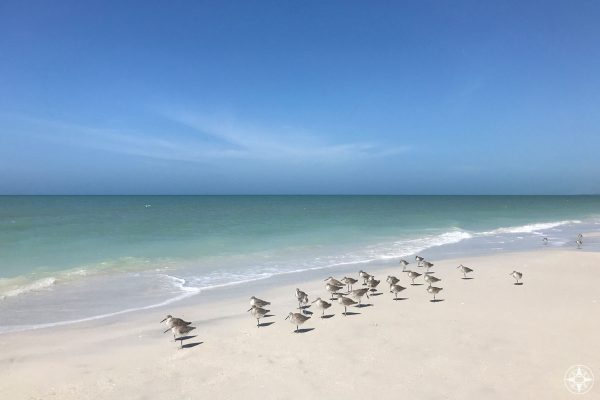 Sandpipers on the Caladesi Beach just north of Clearwater Beach