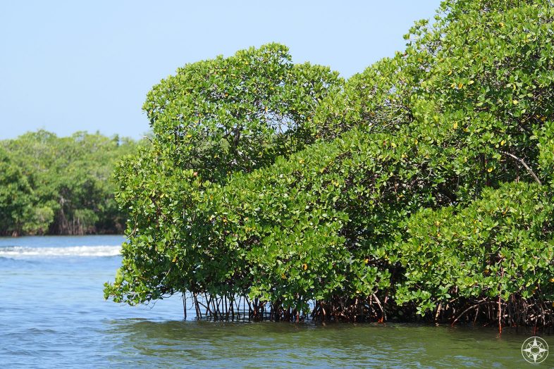 Mangrove träd växer upp ur vattnet längs kajakpaddling trail runt Caladesi Island State Park, Florida