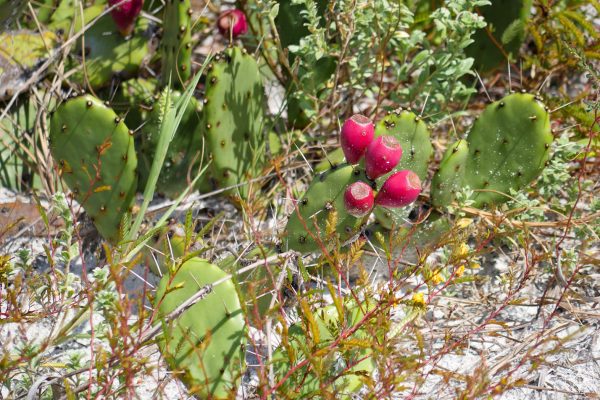 Cactus with red fruits on Caladesi Island, Florida