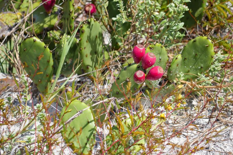 Cactus con frutos rojos en la Isla de Caladesi, Florida