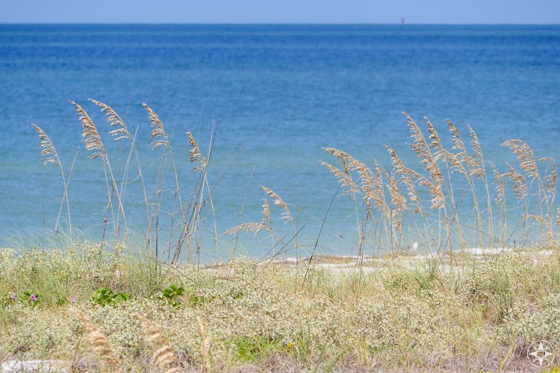 Protected sea oats grow along the dunes on Caladesi Island