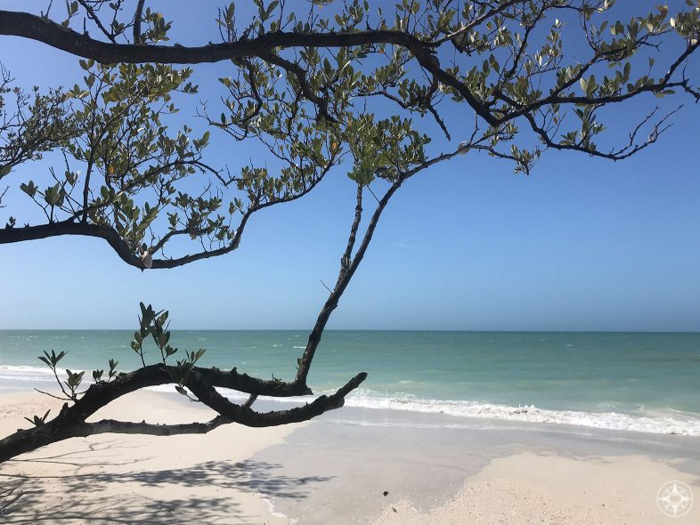 strom a stín podél pláže Caladesi na Floridě