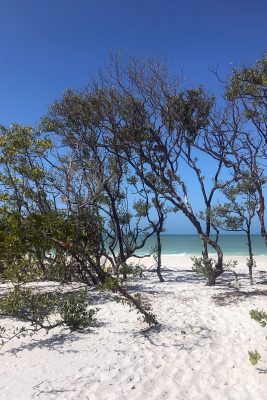 white sand Gulf Coast beach with trees and blue sky