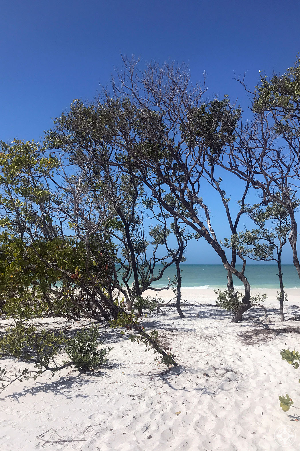 vit sand Gulf Coast beach med träd och blå himmel