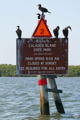Cormorants on sign at the waterway entrance to Caladesi Island State Park, the real Florida