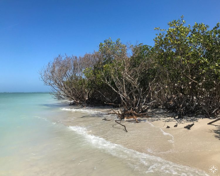 stromy rostoucí na pláži a do slané vody, Caladesi Island State Park