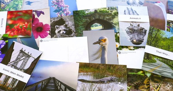 new outdoor and nature photography postcards by Happier Place and Luci Westphal, featuring images of egret, alligator, flowers, Manhattan Bridge, Prospect Park Bridge, butterfly