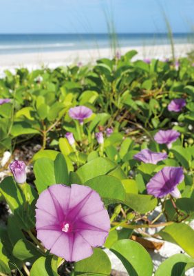 pink and purple beach morning glory at the beach on Honeymoon Island, Florida Gulf Coast, folded greeting card, Happier Place