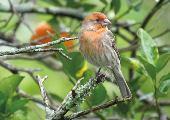 Orange House Finch in Tangerine Tree, Florida (pic191: House Finch), folded greeting card and envelope