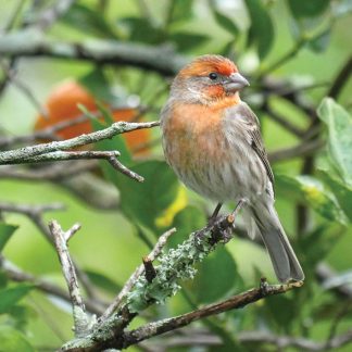 Orange House Finch in Tangerine Tree, Florida (pic191: House Finch)