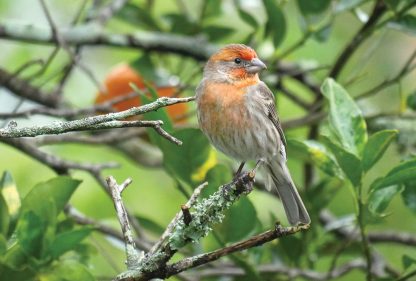 Orange House Finch in Tangerine Tree, Florida (pic191: House Finch)