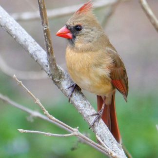 Female Red Cardinal, tan body, reddish brown wings, red beak, black face, red tuft