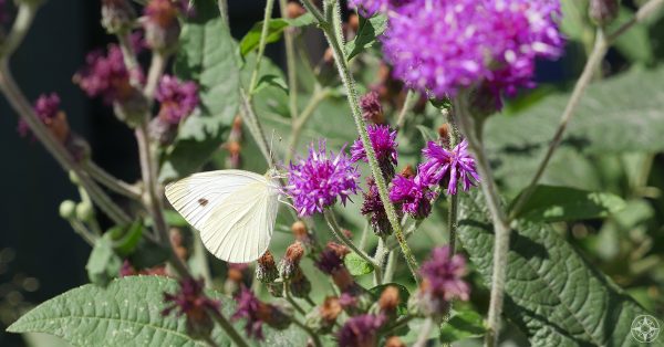 white butterfly on purple wildflower, thistle in Manhattan, to celebrate Earth Day