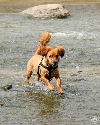 dog splashing in the St. Vrain River in Colorado