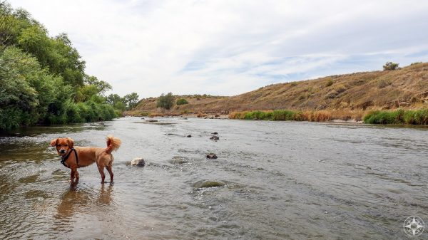 Whiskey Dog in St. Vrain River