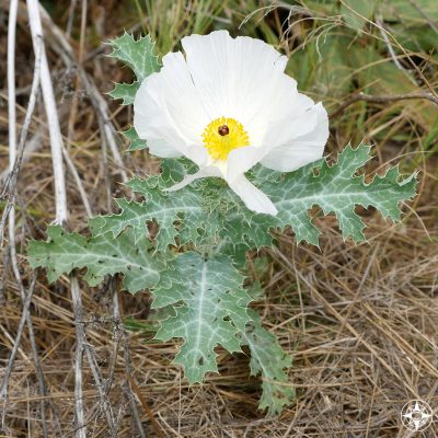 low white wildflower with yellow, thistle, Colorado foothills