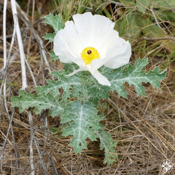 low white wildflower with yellow, thistle, Colorado foothills 