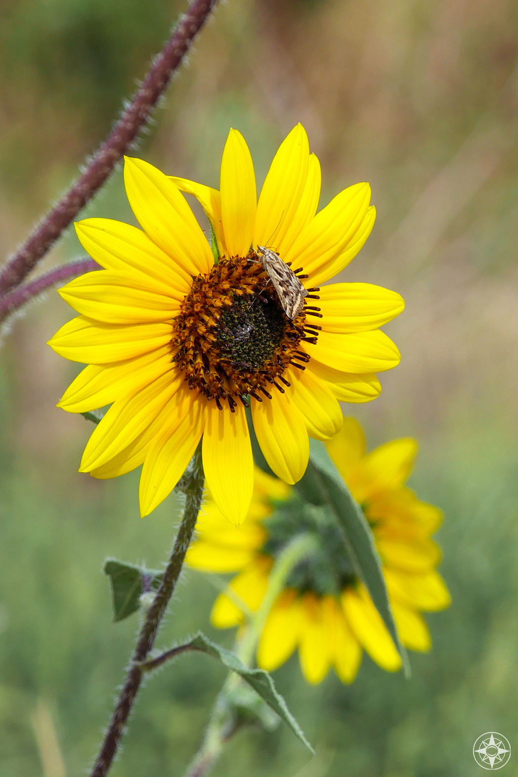 wild sunflower with skipper or moth in Colorado