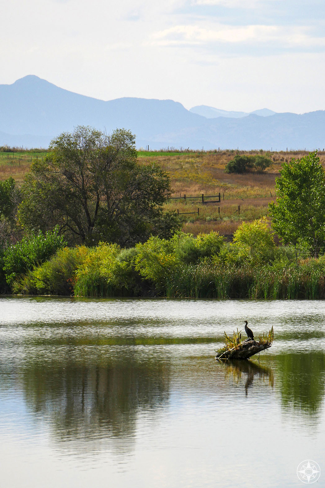 cormorant on pond with Rocky Mountains backdrop in St Vrain State Park, Colorado