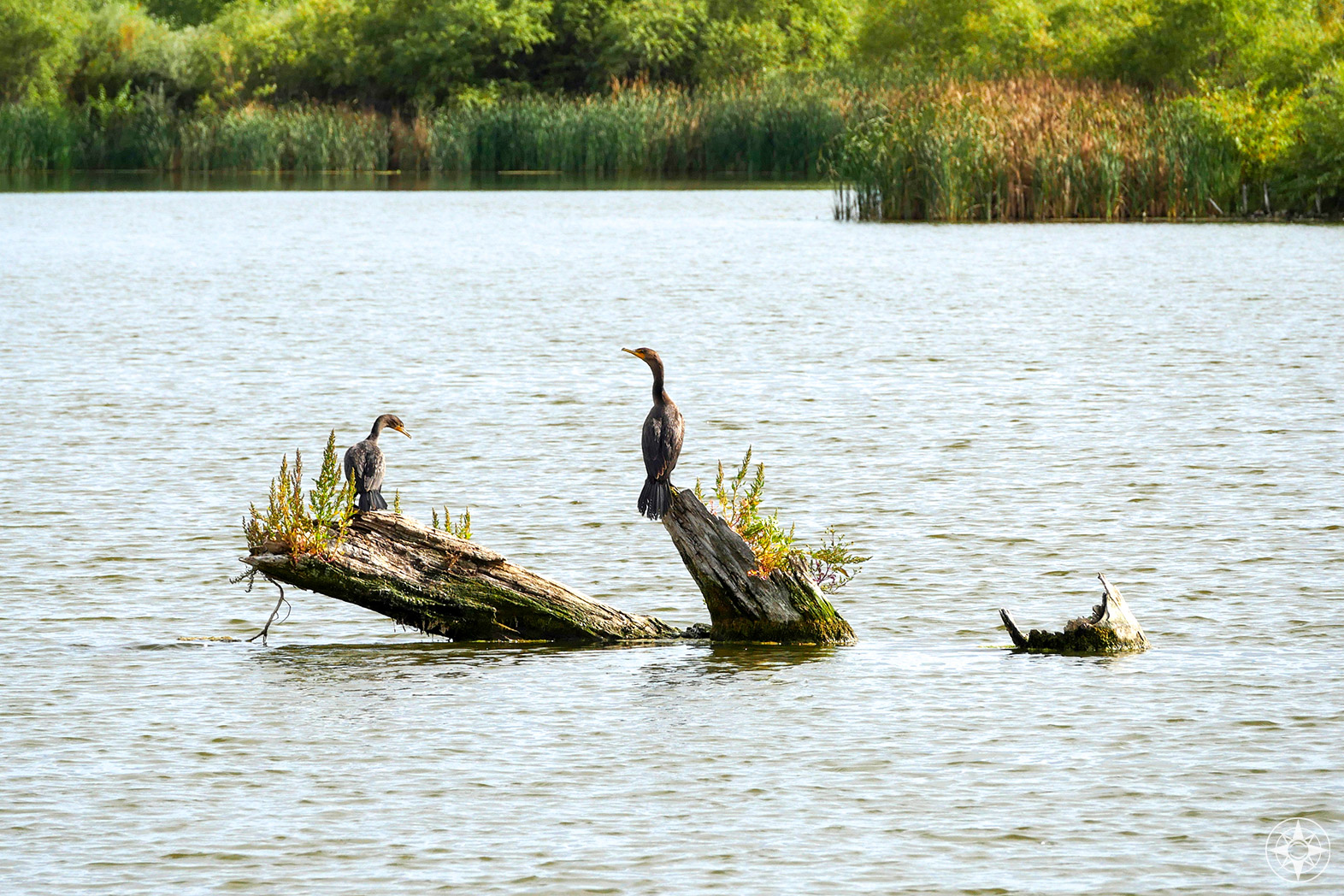 Two cormorants on old logs in pond, Colorado