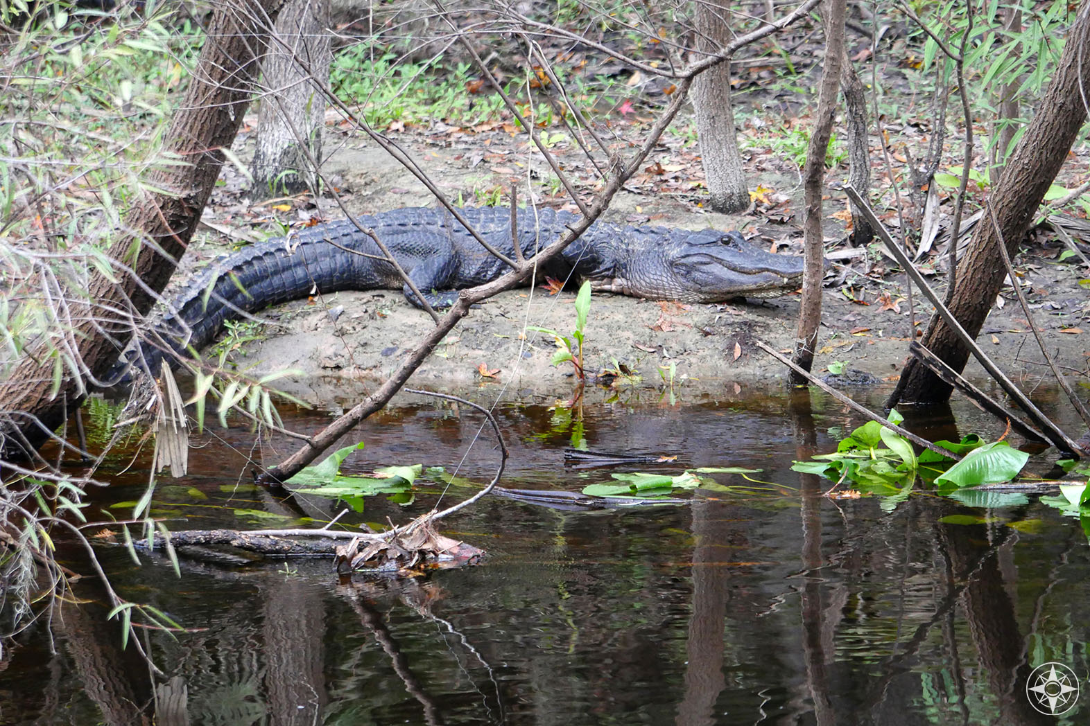 Wild alligator resting on bank of the Hillsborough River, Tampa