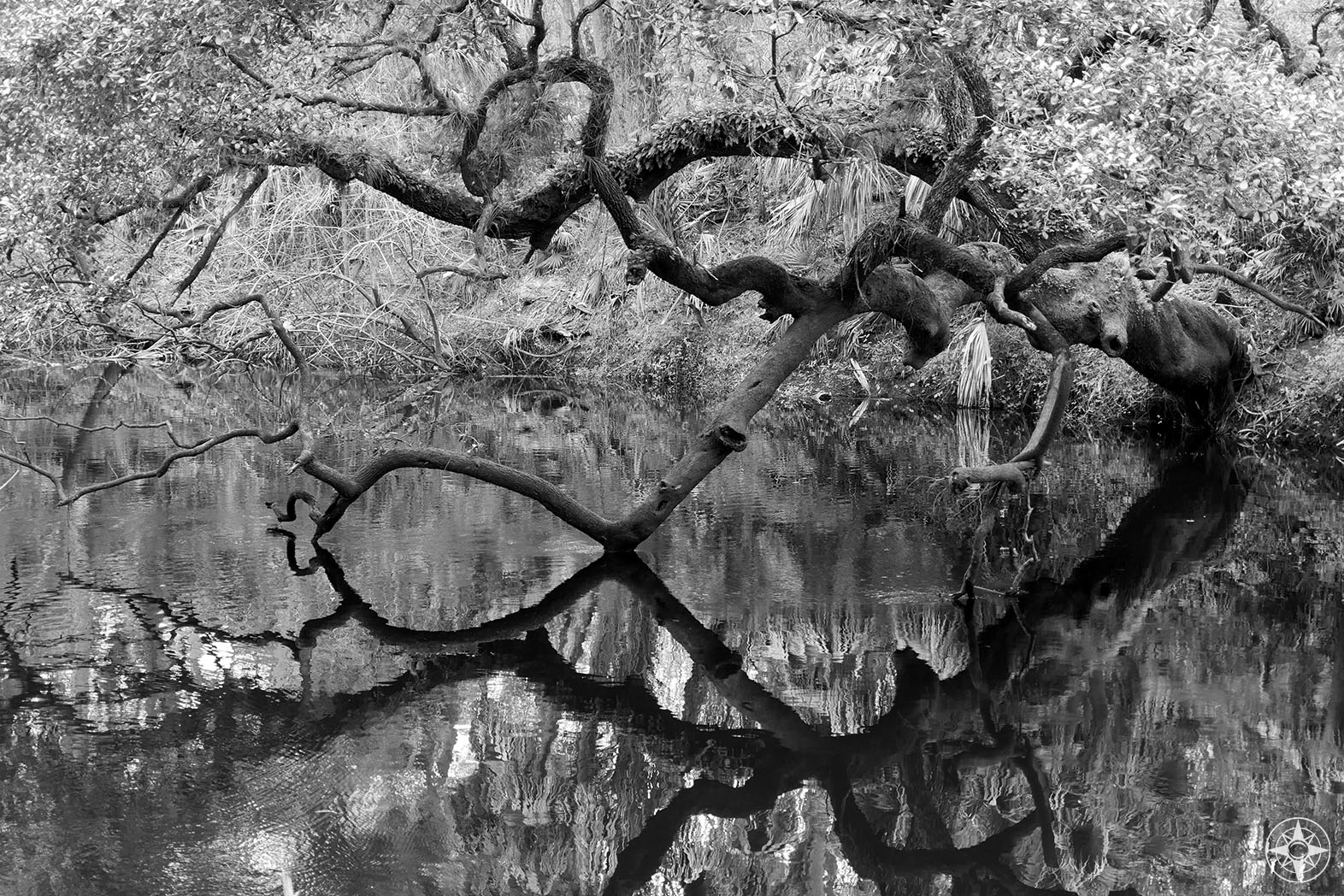 Tree branch reflection, black and white, Hillsborough River
