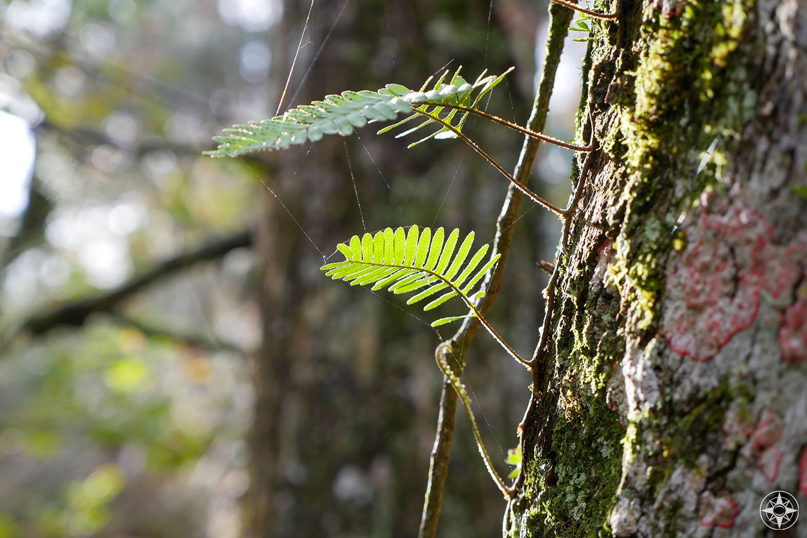 small fern leaves growing on tree, lit by the sun