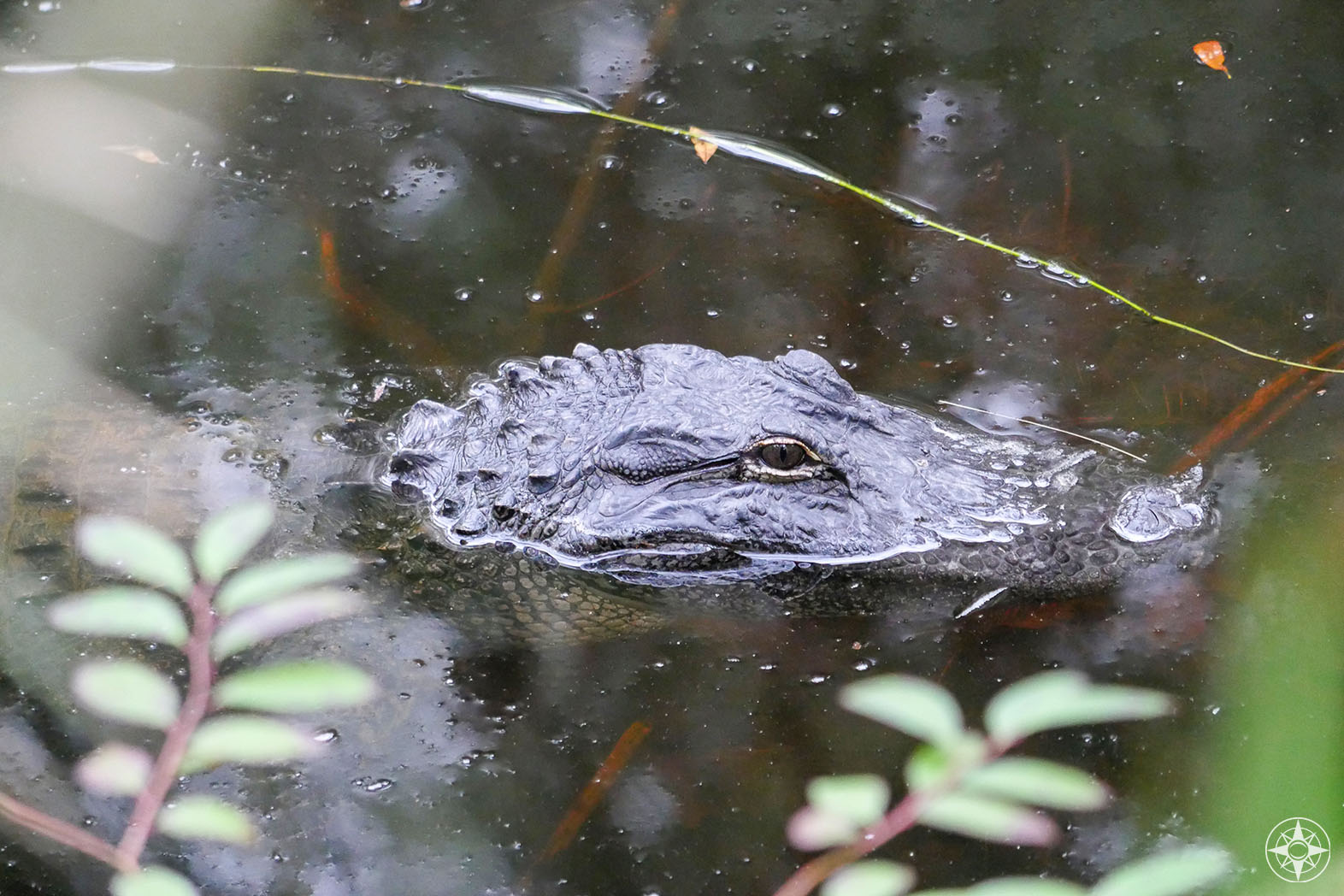 Gator Face in the river 