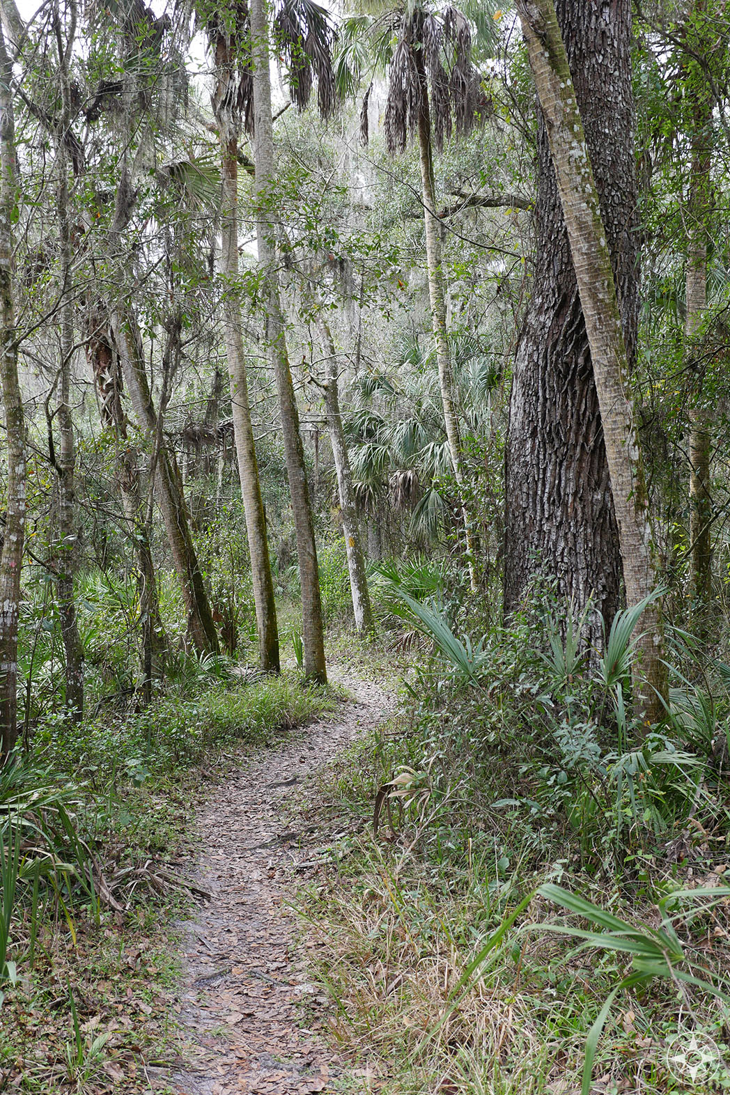 Trail into the woods, Hillsborough River State Park, Florida, Tampa Bay