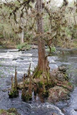 Tree island and rapids, Hillsborough River State Park, Florida, Tampa Bay