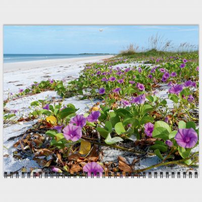 beach morning glories, Honeymoon Island beach, 2022 Happier Place calendar image September