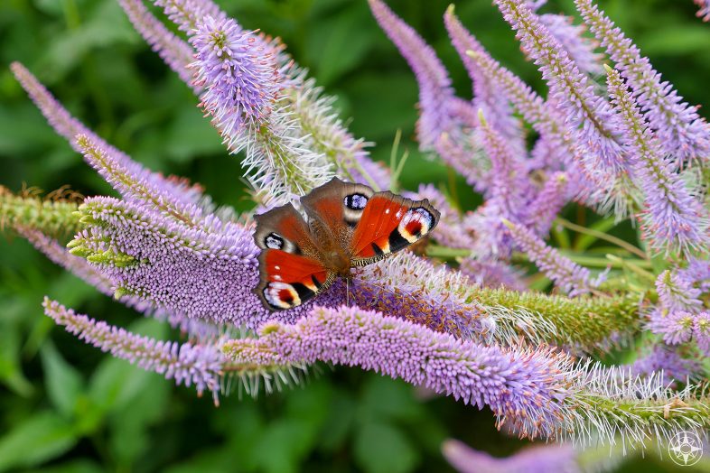 Tagpfauenauge, german red butterfly with large eye marking on purple flowers 