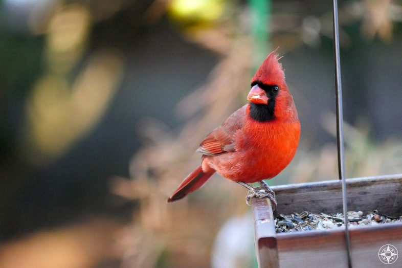 Male red cardinal on bird feeder