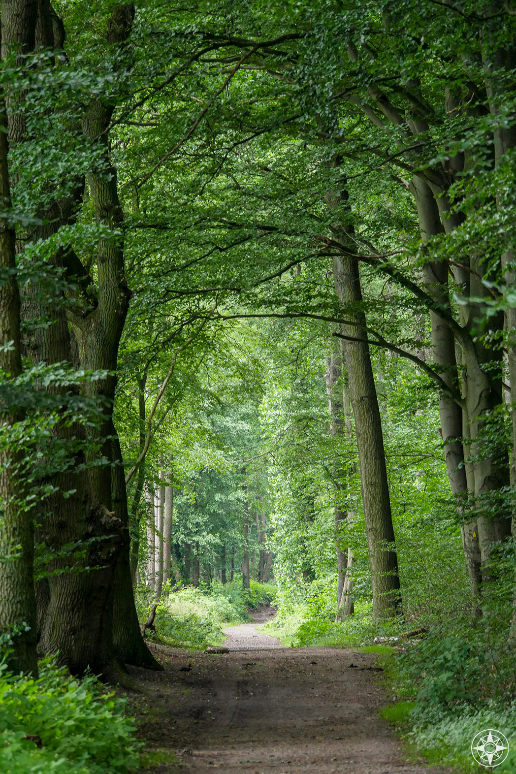 forest bathing trail under tall trees in Hamburg, Germany