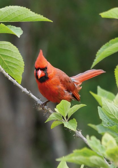 Red Cardinal on branch, green leaves, greeting card, Happier Place, pic226