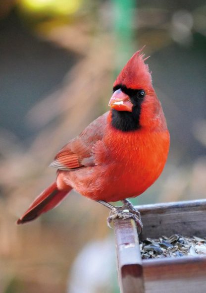 Red Cardinal on feeder greeting card, Happier Place, pic226