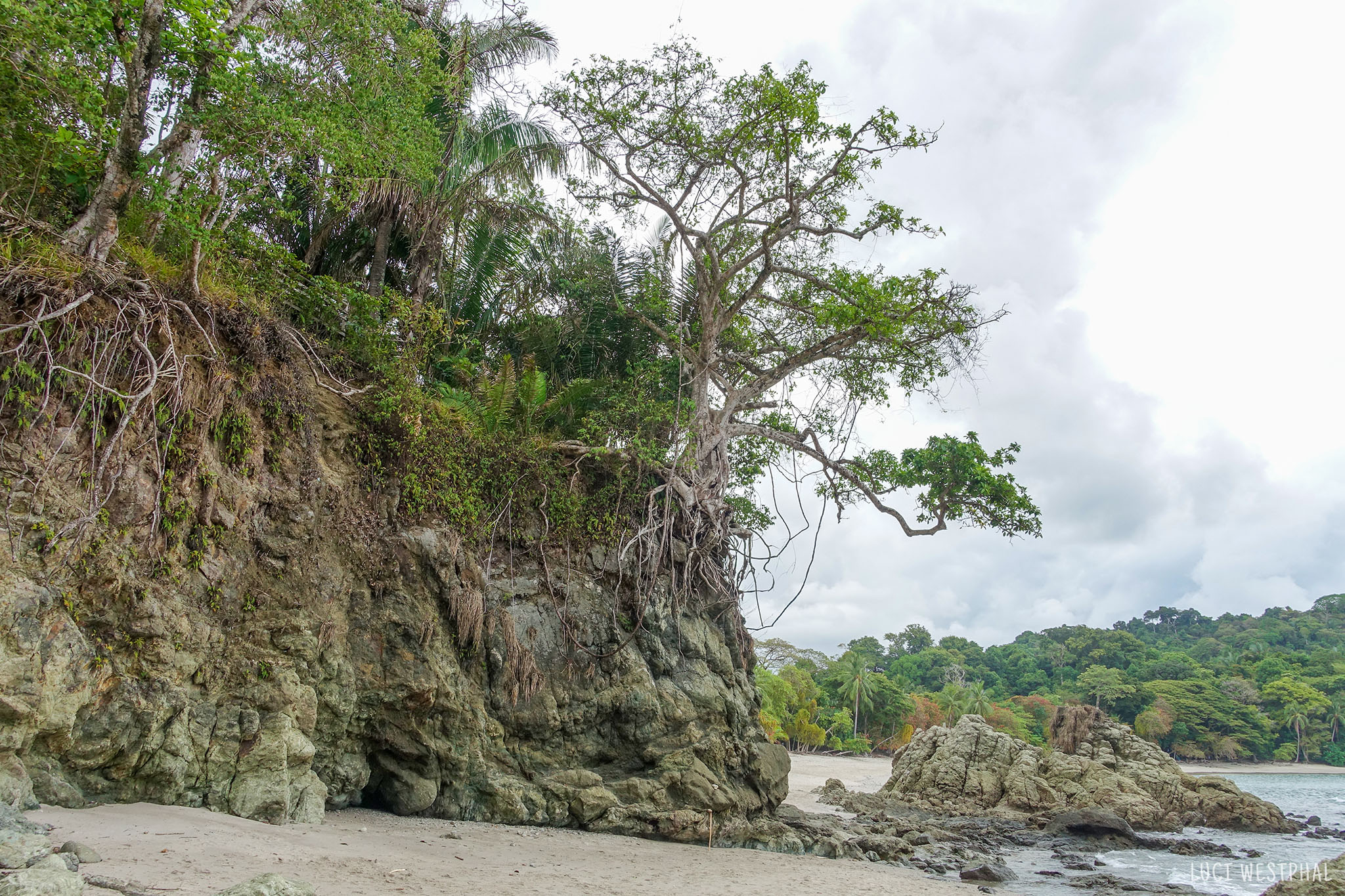 Tree roots holding on to rocks, Playa Manuel Antonio National Park, Costa Rica 