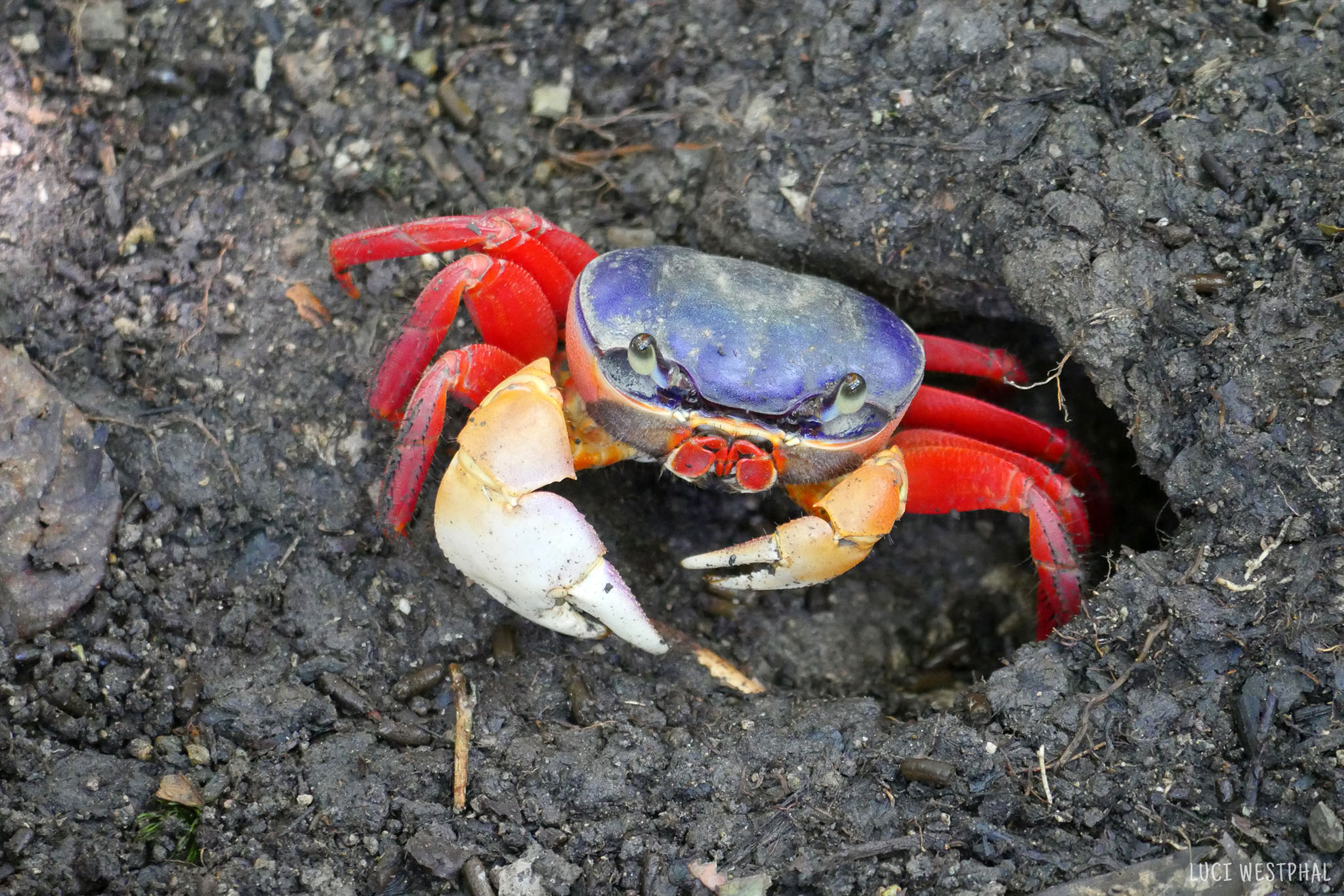 Rainbow Crab, Moon Crab, Halloween Crab