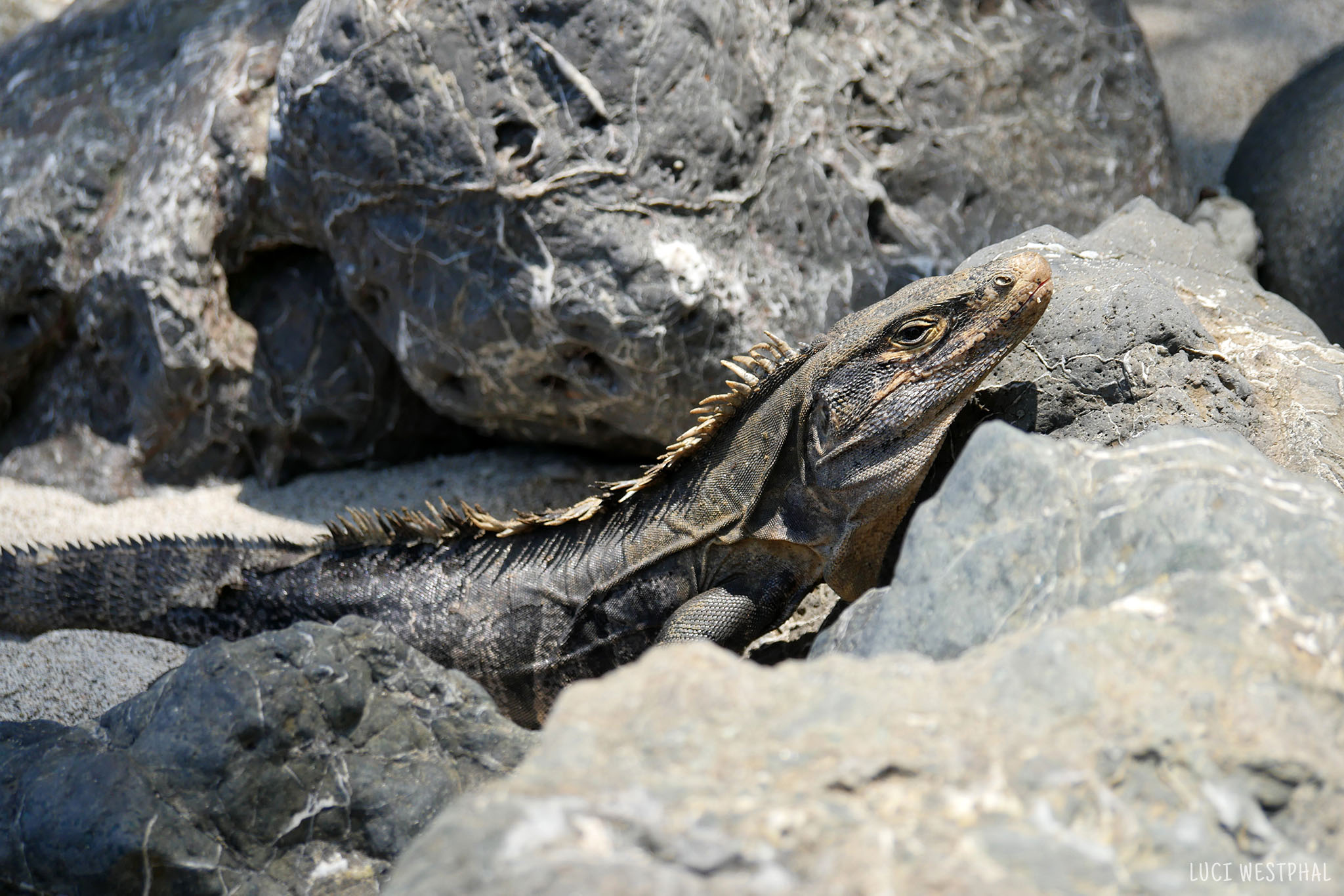 black spiny-tailed iguana, Black Ctenosaur, lined rocks, beach, Costa Rica