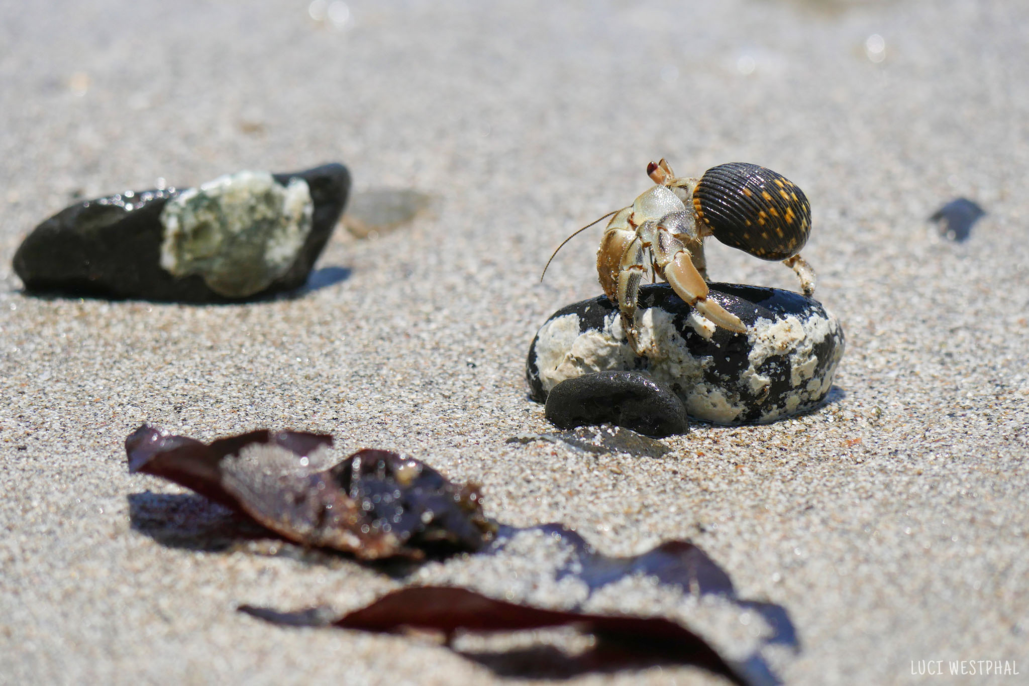 Tiny hermit crabs on the rainforest beach, pacific ocean