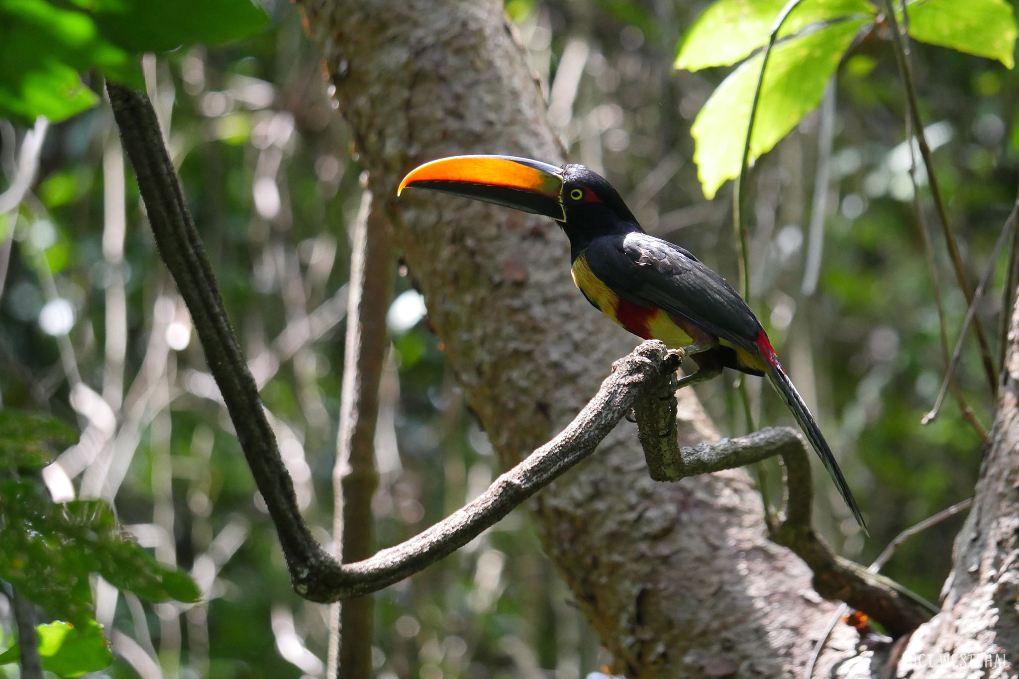 aracari toucan, black bird, colorful bill,  in the rain forest