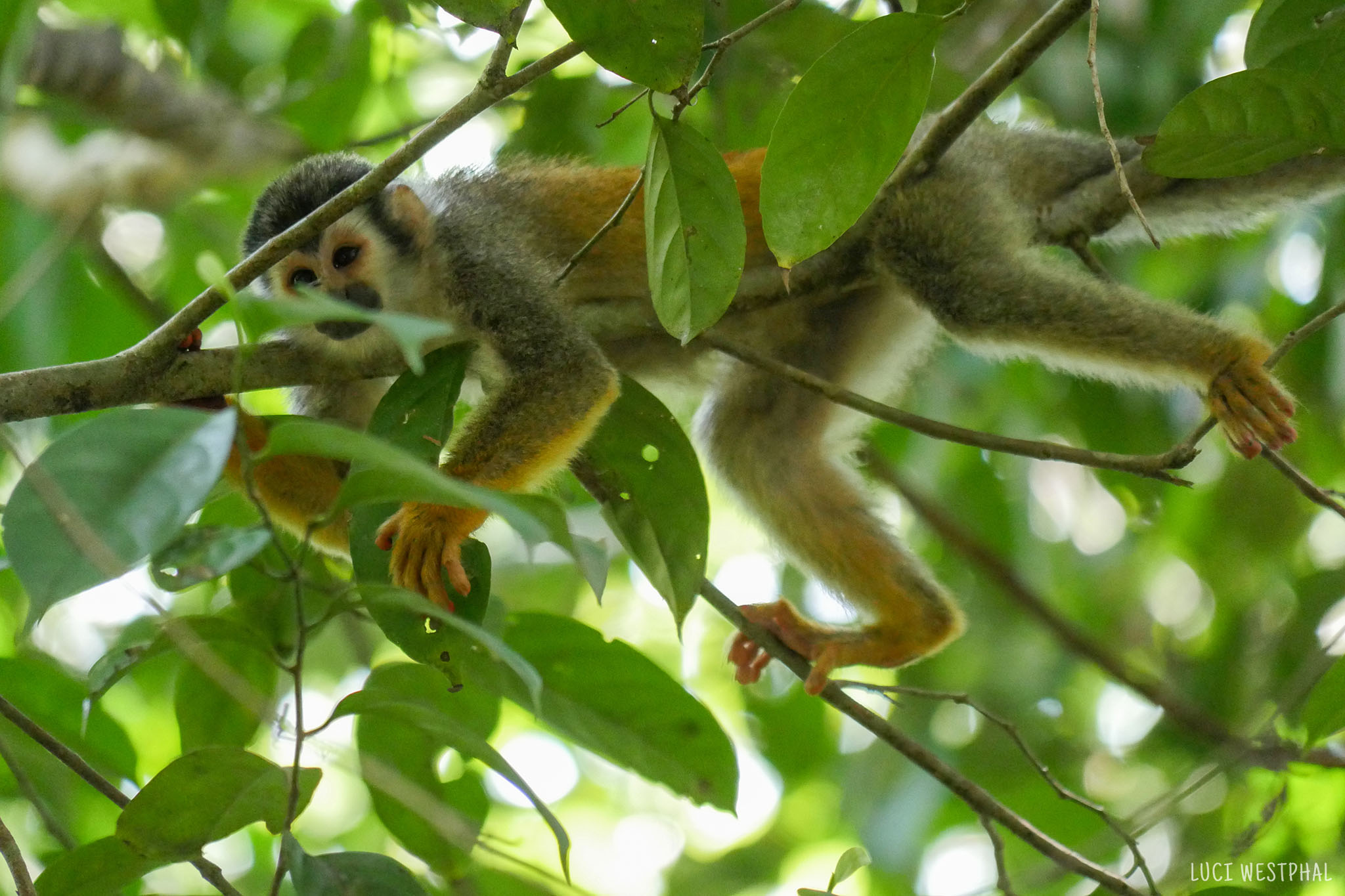 elusive squirrel monkey in a tree, rainforest, Manuel Antonio, Costa Rica