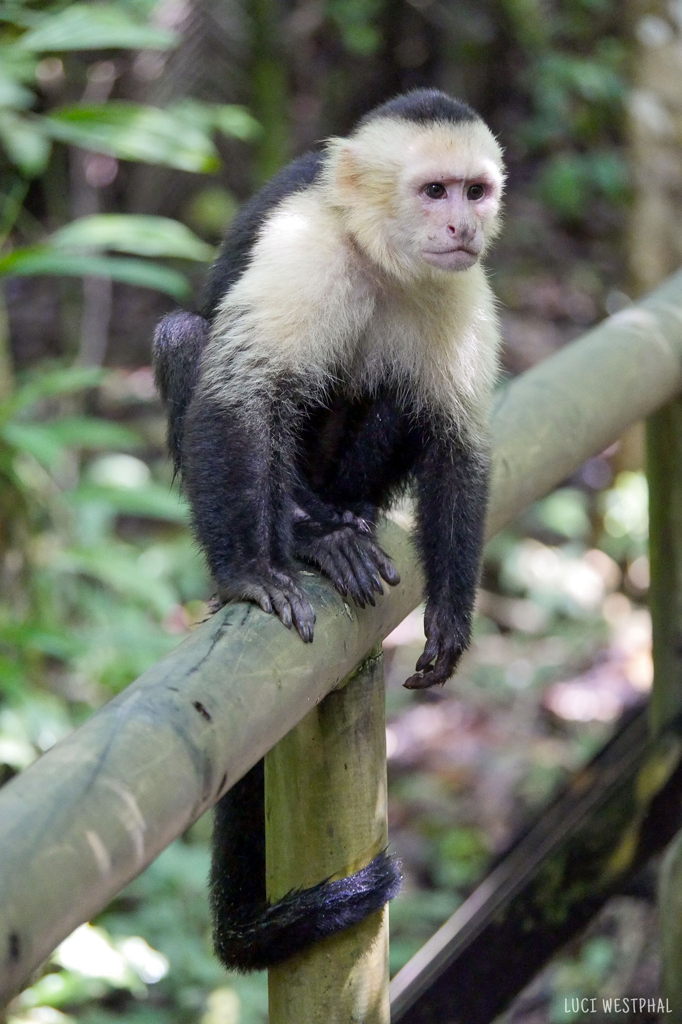 Panamanian white-faced capuchin, boardwalk