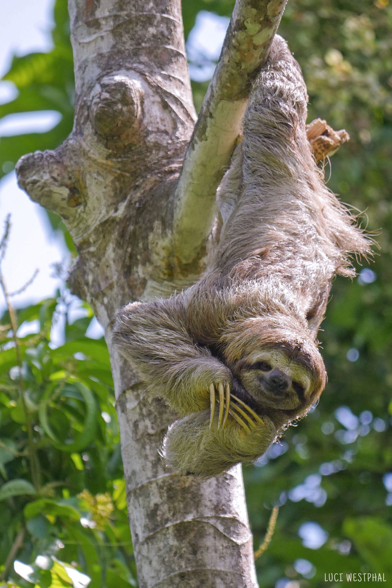 three-toed sloth in Manuel Antonio National Park, Costa Rica