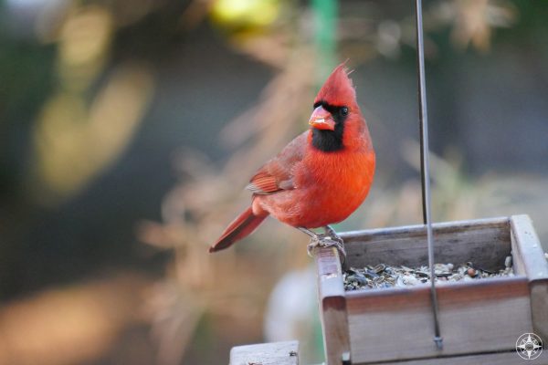Male red cardinal at our birdfeeder