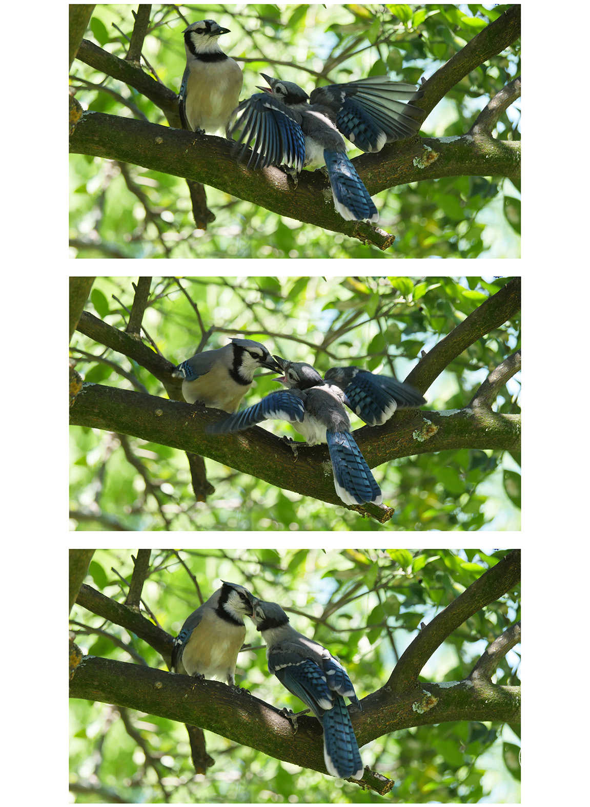 Blue Jay feeding its young