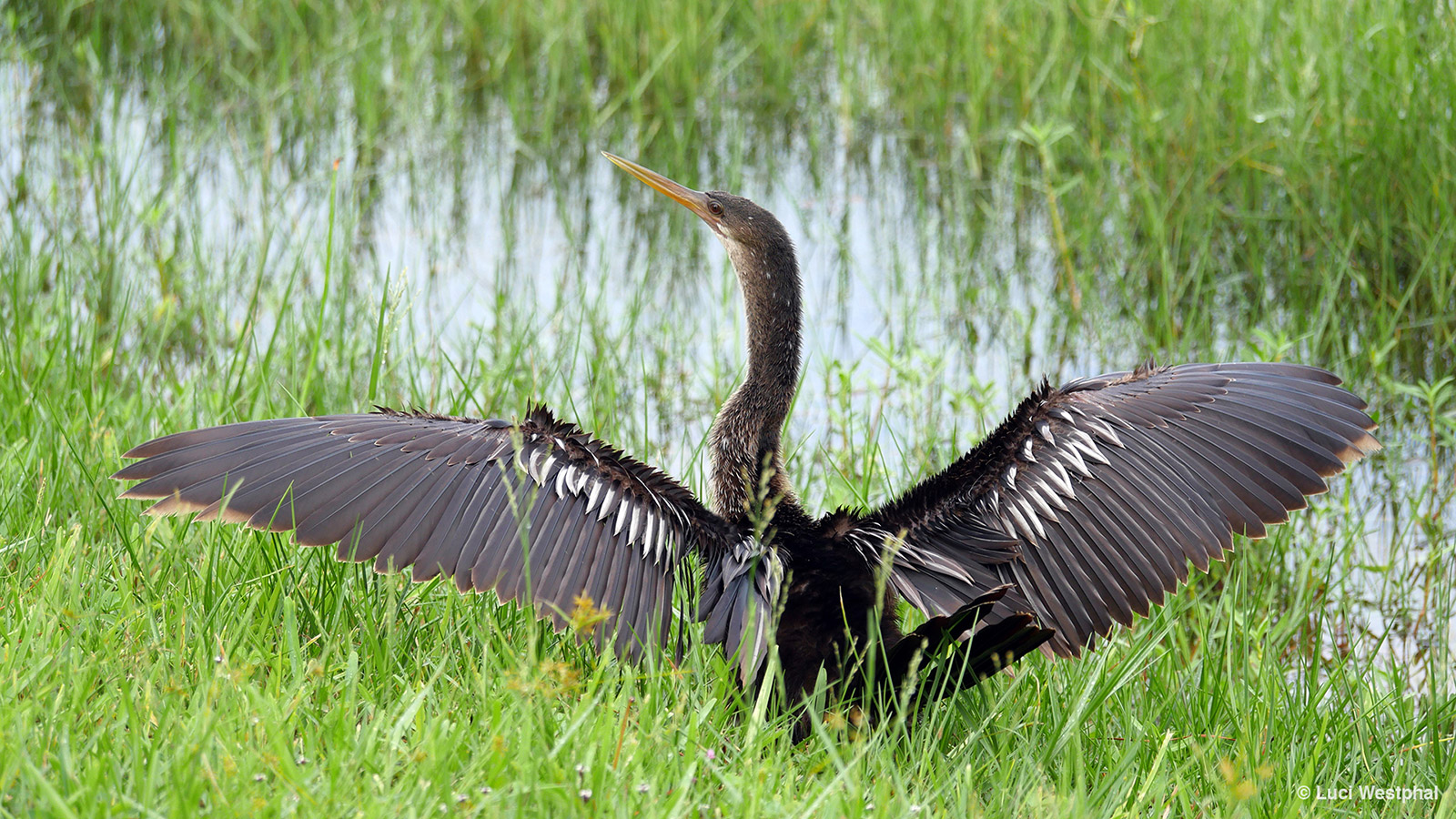 Anhinga with wings spread out drying its feathers